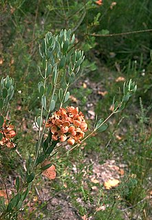 <i>Daviesia oppositifolia</i> Species of legume