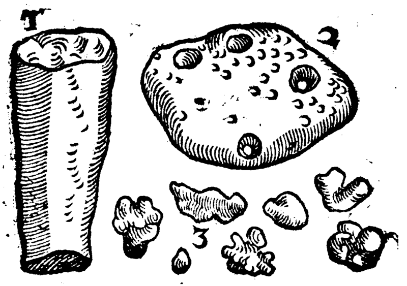 File:De rerum fossilium-030v.png