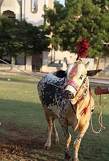 Dhanni bull at Karachi, Pakistan Dhanni Cattle Male.jpg