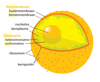 Eukaryotische celkern. Zichtbaar in dit diagram zijn de ribosoomrijke dubbele halflagen van de kernmembraan, het DNA (opgevouwen als chromatine) en de nucleolus.