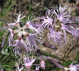 Dianthus Superbus: Loài thực vật