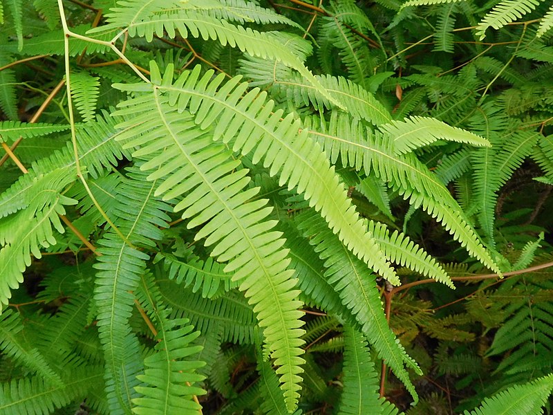 File:Dicranopteris linearis (Pteridophyte).jpg