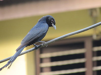 Black Drongo Dicrurus macrocercus on a typical wire.