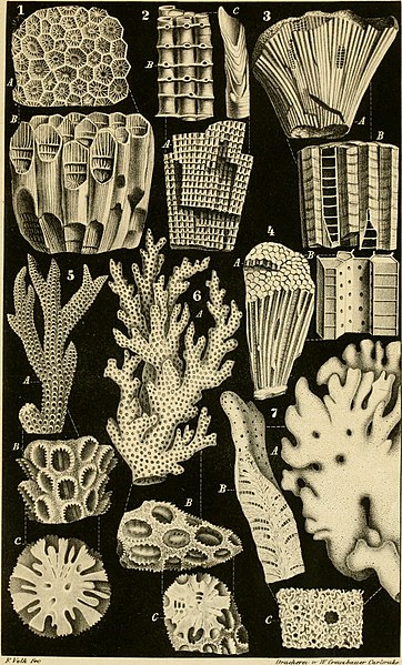 File:Die Klassen und Ordnungen der Strahlenthiere (Actinozoa) - wissenschaftlich dargestellt in Wort und Bild (1860) (20902795536).jpg