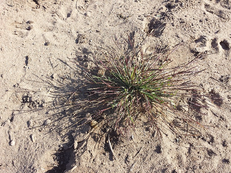 File:Digitaria sanguinalis subsp. pectiniformis sl21.jpg