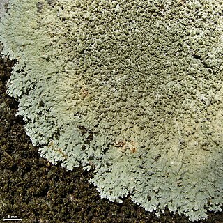 <i>Dirinaria aegialita</i> Species of lichen