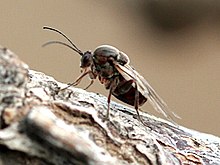 Disholcaspis quercusmamma winged adult.jpg