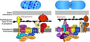 División Celular: Variantes de división celular, Tipos de reproducción asociados a la división celular, Procesos de división celular