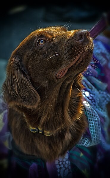 File:Dog in Fancy Dress - 'Jack in the Green' May Day Celebrations, Hastings, May 2014 (17358223262).jpg