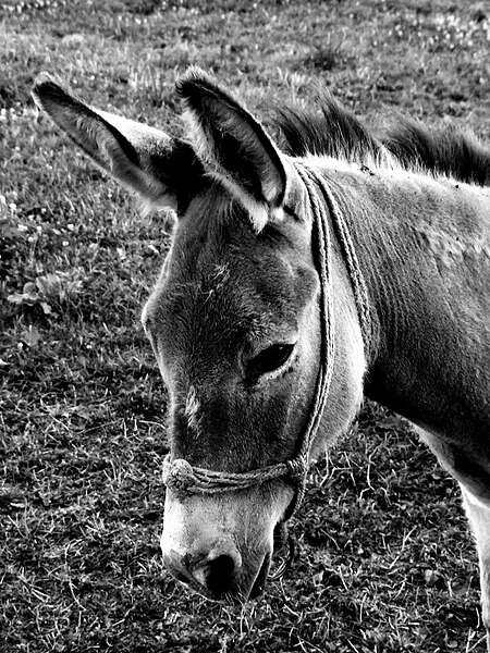 File:Donkey LJ.jpg