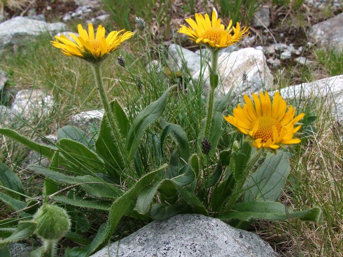 File:Doronicum clusii a5.jpg