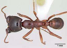 Dorylus Gribodoi casent0172627 dorsal 1.jpg