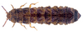 Drilus flavescens emea.