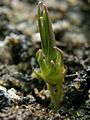 Drosera peltata subsp. auriculata emerging from the soil