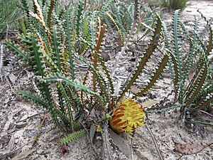 Dryandra obtusa Shining honeypot Fields NR IX-2010.JPG