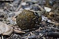 Dung Beetle making a dung ball 13.jpg