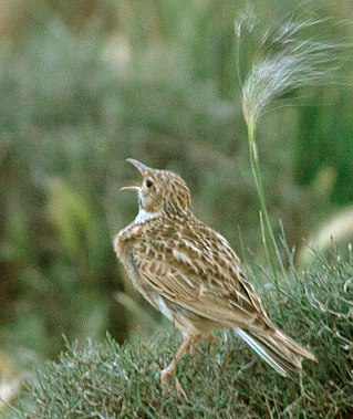 <span class="mw-page-title-main">Dupont's lark</span> Species of bird