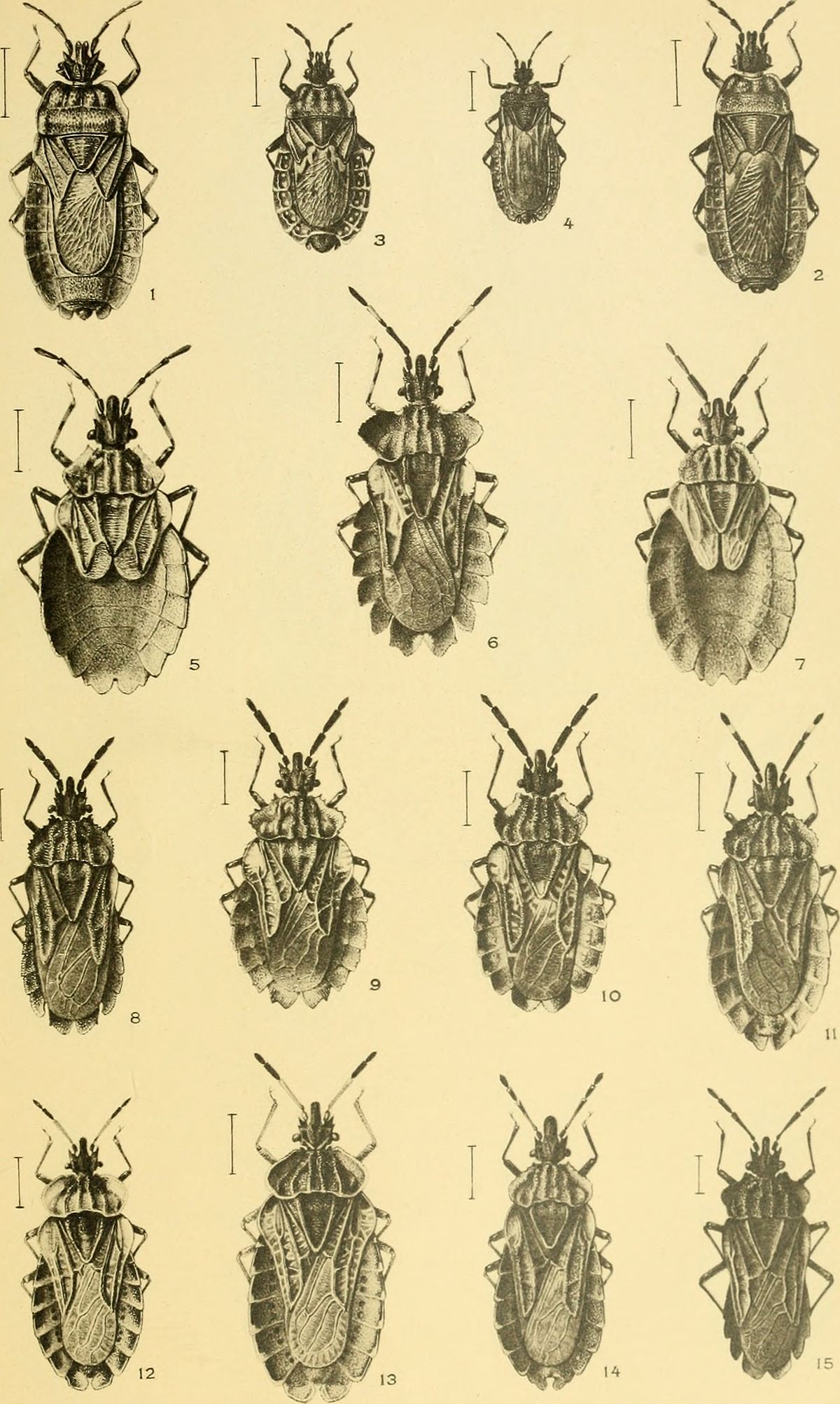 Тип имп. Hemiptera личинки. Heteroptera представители на латыни. Dysodiidae. Aradus betulae l.