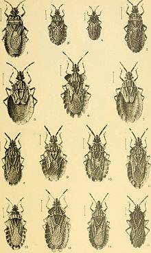Dysodiidae i Aradidae (1913) (21126763991).jpg