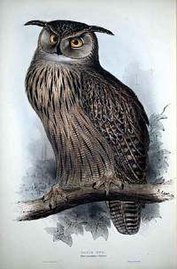 Eagle Owl, 1837