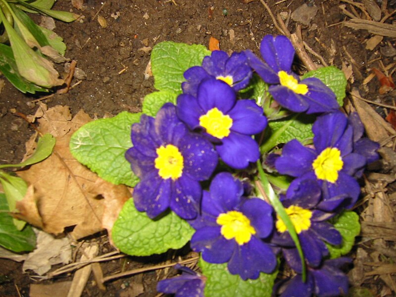 File:Early primroses.jpg