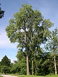 Thumbnail for File:Eastern Cottonwood (Populus deltoides) - Flickr - Jay Sturner (2).jpg