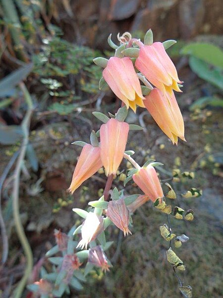 File:Echeveria saltensis inflorescence.jpg