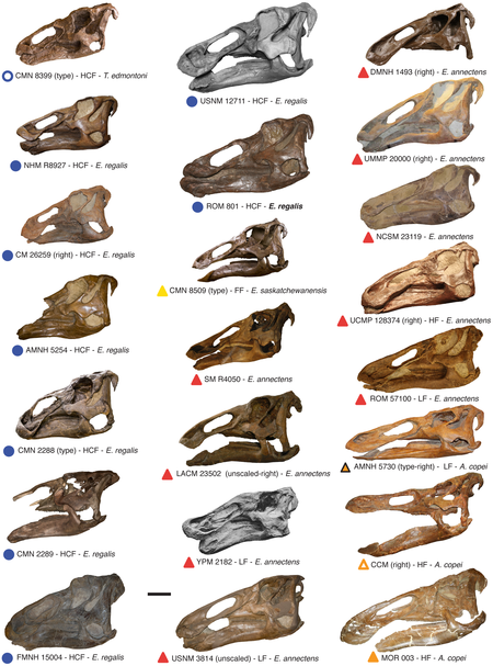 Tập_tin:Edmontosaurus_skulls.png