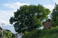 Oak at Mümling-Grumbach train station