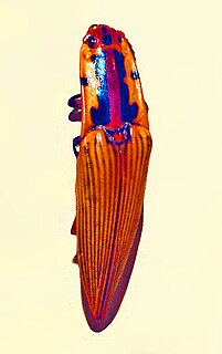 <i>Semiotus imperialis</i> Species of beetle