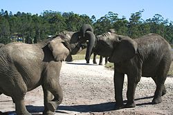 Two elephants entangle their trunks, 2011.
