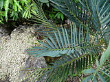 Encephalartos hirsutus, Parque Terra Nostra, Furnas, Azoren