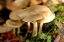 Entoloma rhodopolium