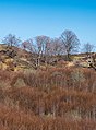 * Nomination Beeches (Fagus sylvatica) in the Entzia mountain range, short time before sprouting the leaves. Álava, Basque Country, Spain --Basotxerri 15:57, 30 April 2018 (UTC) * Promotion Good quality. -- Johann Jaritz 16:35, 30 April 2018 (UTC)