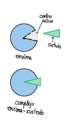 Sustrato (bioquímica) - Wikipedia, la enciclopedia libre