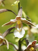 Epipactis palustris