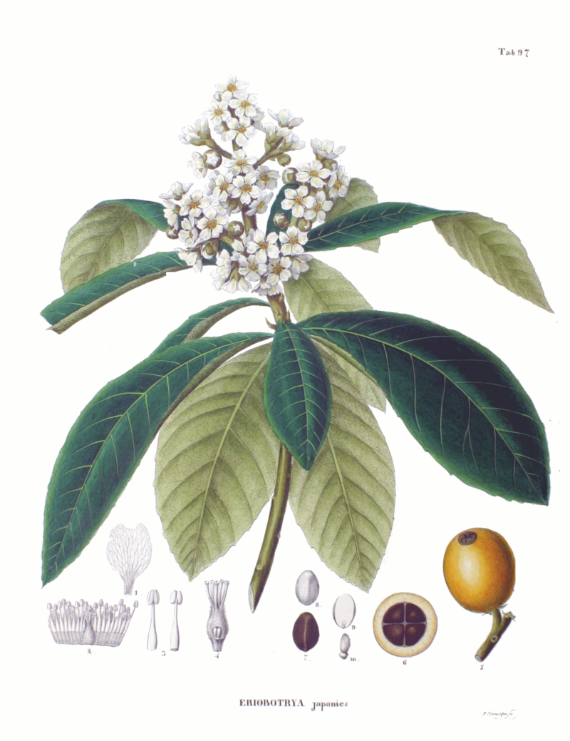 Eriobotrya japonica SZ97.png