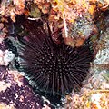 * Nomination Purple sea urchin (Paracentrotus lividus), Cabo de Palos, Spain --Poco a poco 07:57, 5 June 2023 (UTC) * Promotion  Support Good quality. --Ermell 12:33, 5 June 2023 (UTC)