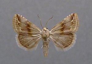 Eublemma ostrinum