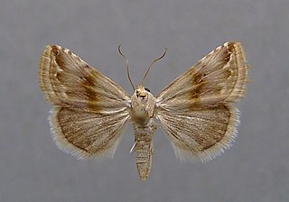 <i>Eublemma ostrina</i> species of insect