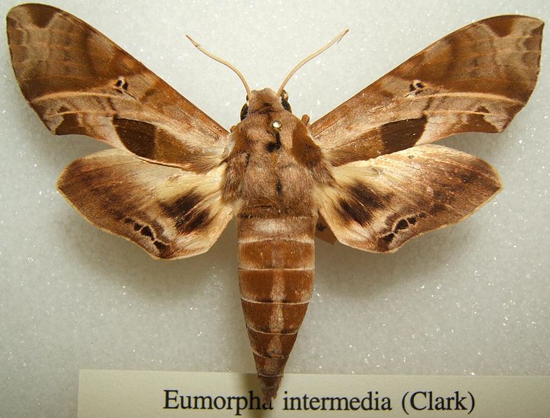 File:Eumorpha intermedia sjh.JPG