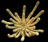 Euphorbia esculenta