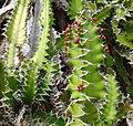 Euphorbia halipedicola - zig-zag pattern (9591264162).jpg