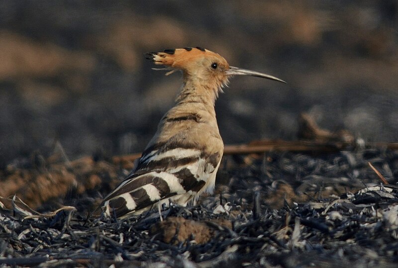 File:Eurasian Hoopoe best by Vedant Kasambe DSC 7024 02.jpg