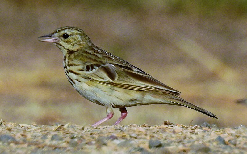 File:Eurasian Tree Pipit Anthus trivialis by Dr. Raju Kasambe DSCN7208 (2).jpg