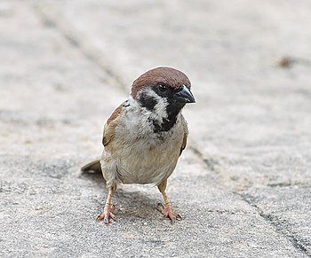 Passer montanus montanus in Malaysia, cropped.