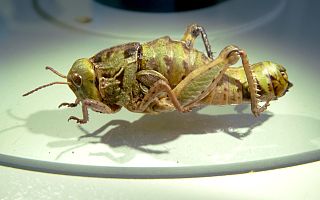 <i>Euryparyphes</i> Genus of grasshoppers