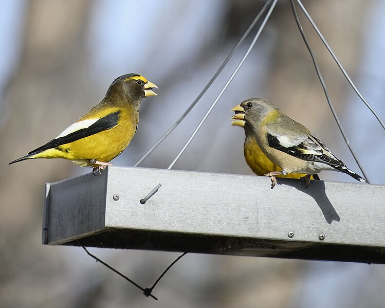 File:Evening grosbeak sax-zim bog 2.17.24 DSC 2739-topaz-denoiseraw-sharpen.jpg