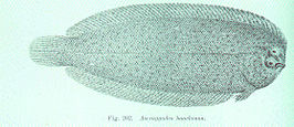 Aseraggodes haackeanus