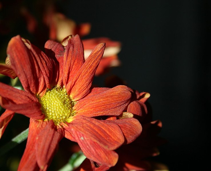 File:Fading red flower in space (408675637).jpg